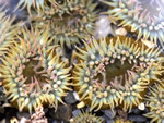 Aggregating Anemones