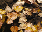 Autumn Leaves