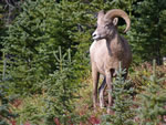 Rocky Mountain Bighorn Sheep