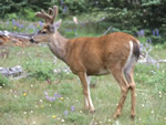 Mule Deer