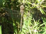 Blue-eyed Darner Dragonfly