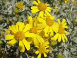 Brittlebush