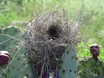 Cactus Wren Nest