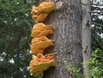 Chicken of the Woods