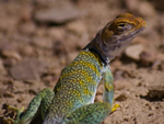 Collared Lizard