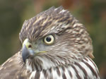 Cooper's Hawk