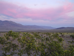 Death Valley Wildflowers