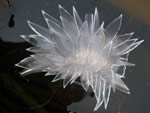 Frosted Nudibranch