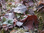 Frosty Leaves