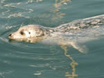 Harbour Seal