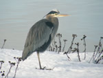 Great Blue Heron