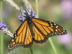 Monarch Butterfly