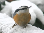 Red-breasted Nuthatch