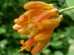 Orange Honeysuckle