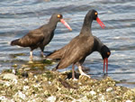 Oystercatchers