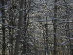 Winter Woods