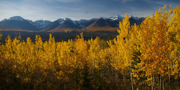 Autumn colours in the Yukon