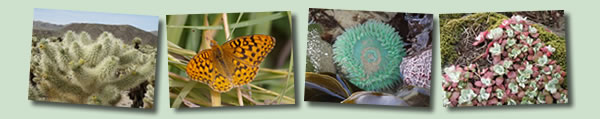 Picture of the Week Banner