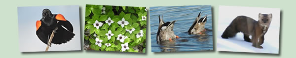 Picture of the Week Banner
