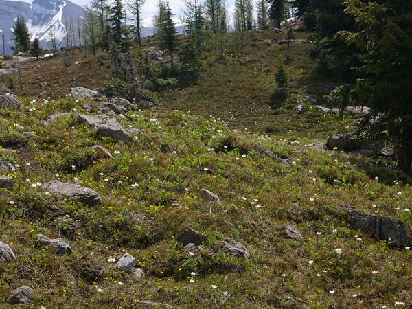 Alpine meadow