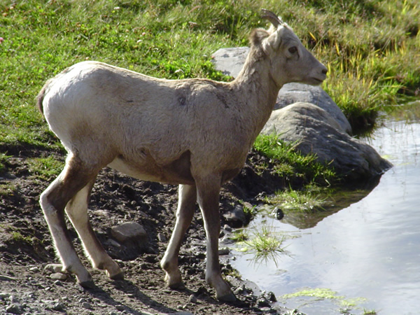 Baby Rocky Mountain Bighorn Sheep