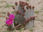 Beaver Tail Cactus