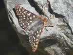 Chalcedon Checkerspot