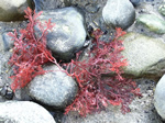 Coralline Algae