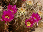 Hedgehog Calico Cactus