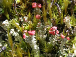 Lipstick Lichens