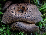 Shingled Hedgehog Mushroom