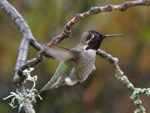 Anna's Hummingbird