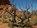 Utah Juniper