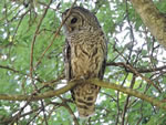 Barred Owl