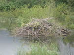 Beaver Lodge