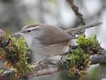 Bewick's Wren