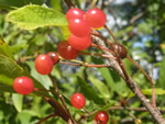 Bitter Cherry