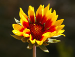 Blanket Flower