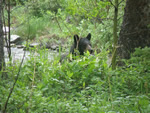 Black Bear