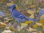 Blue Jay