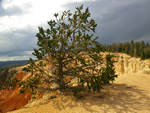 Bristlecone Pine