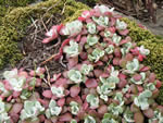 Broad-leaved Stonecrop