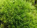Broom Moss