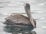 Brown Pelican