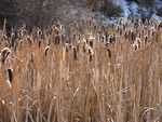 Bulrushes