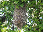 Bushtit Nest