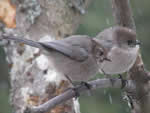 Two Bushtits
