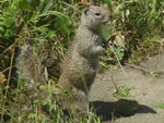 California Ground Squirrel