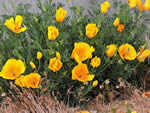 California Poppies