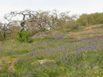 Camas